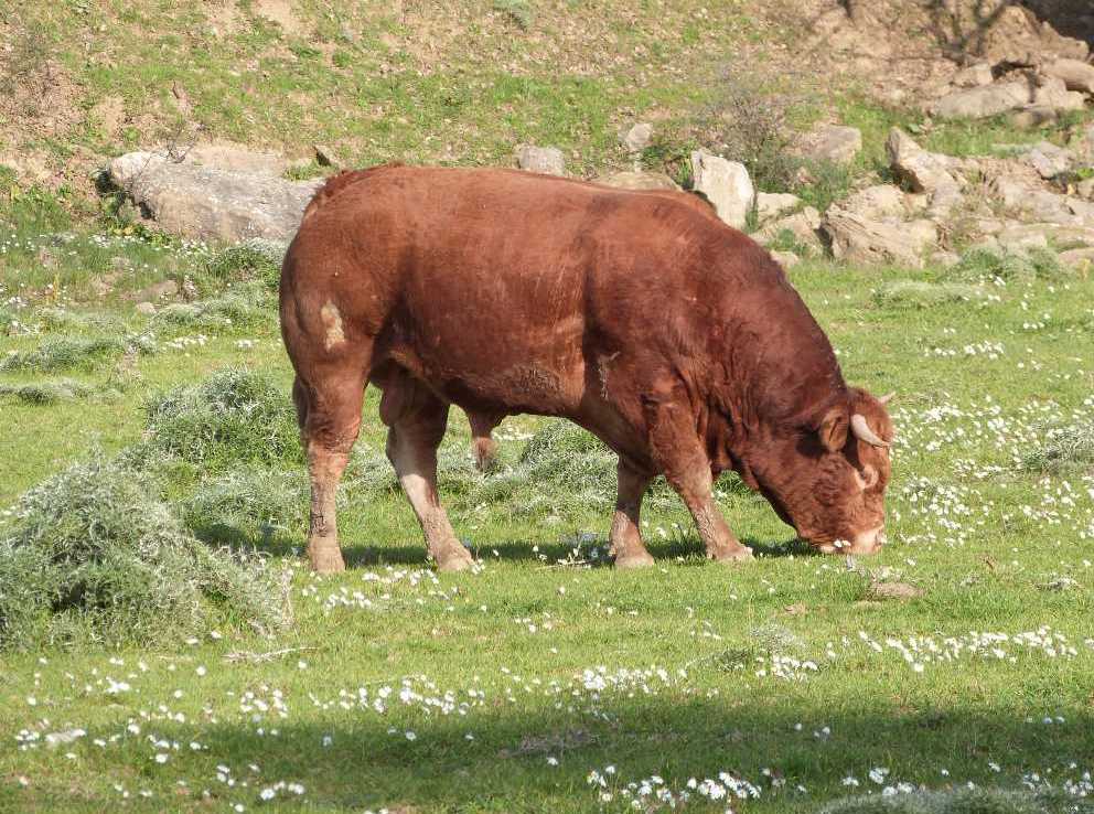 Animali al pascolo
